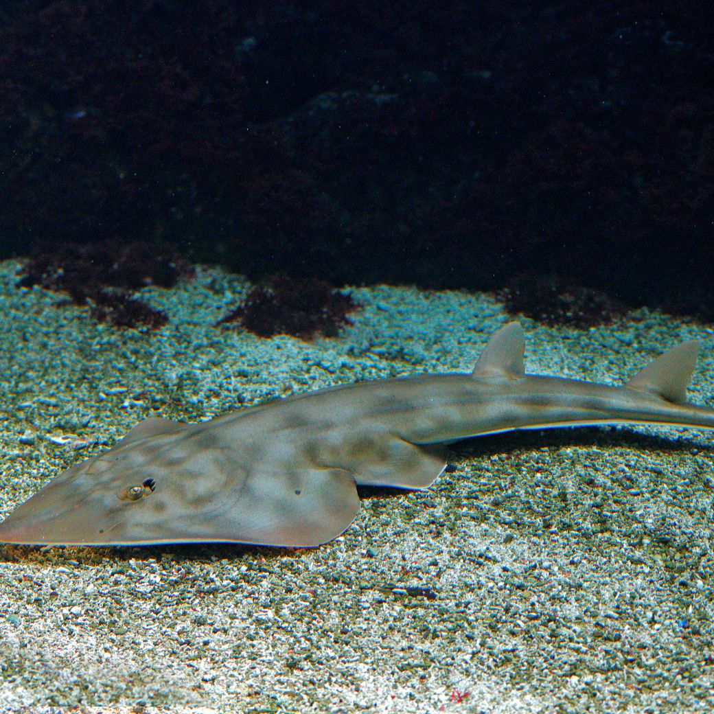 Bowmouth Guitarfish