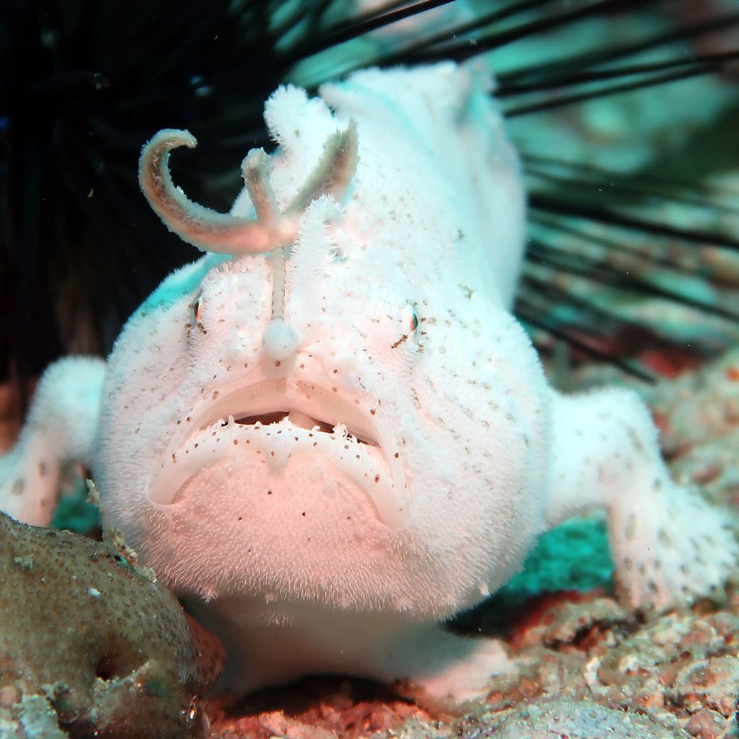 Frog Fish