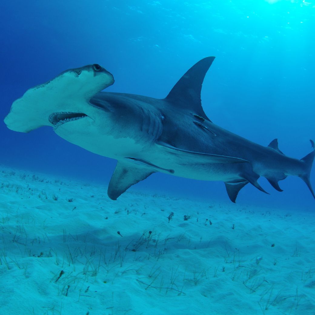 Hammerhead Shark