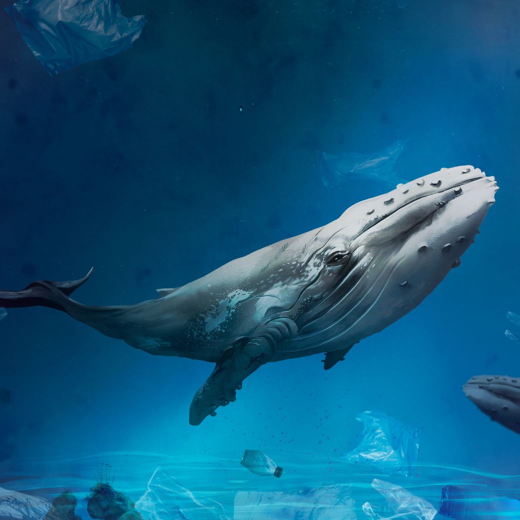 Whale Shark